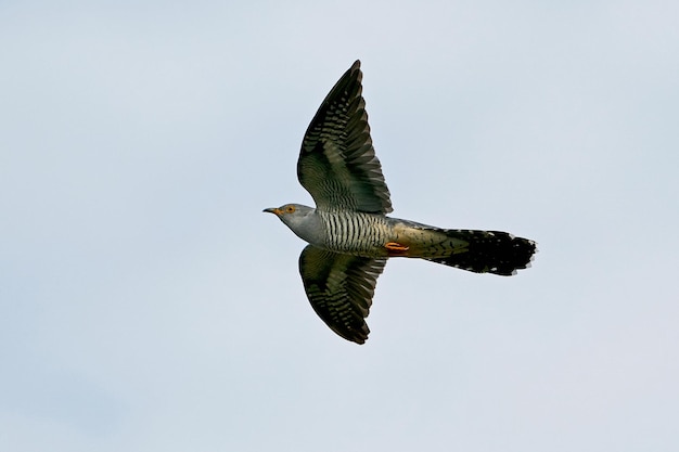 Common cuckoo Cuculus canorus