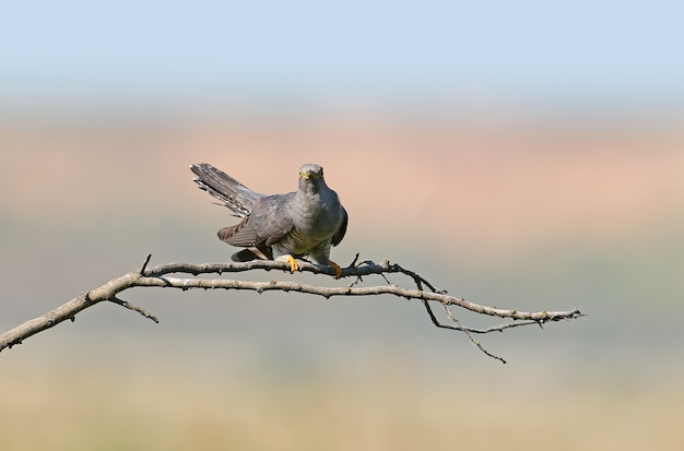 Common cuckoo sits on horizontal branch on blurred beige-blue 