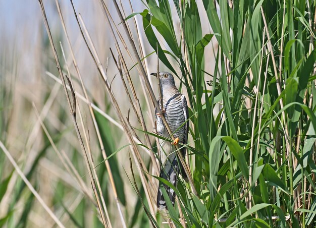 The common cuckoo sits on reed branches and is ready to throw their eggs in someone else's nest.