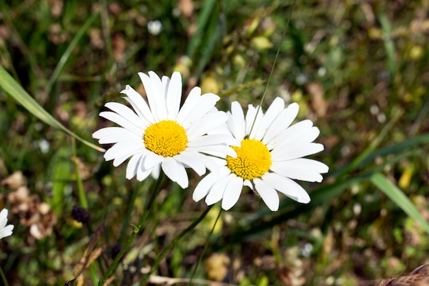 봄에는 초원에 일반적인 데이지 (Bellis perennis)