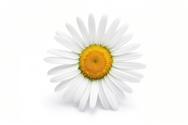 Common daisy isolated on white background