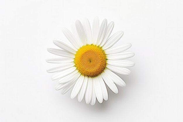 Photo common daisy isolated on white background