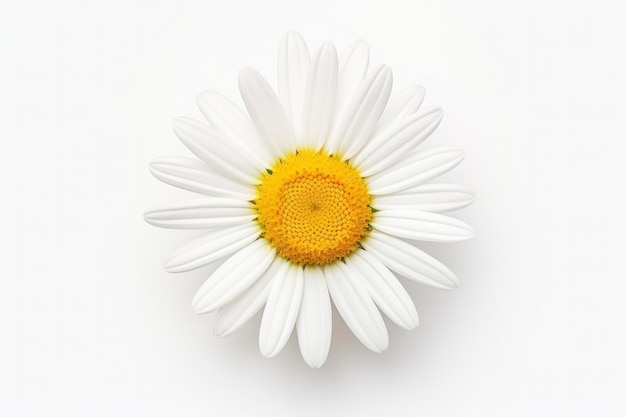 Common daisy isolated on white background