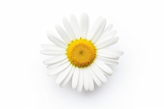 Photo common daisy isolated on white background