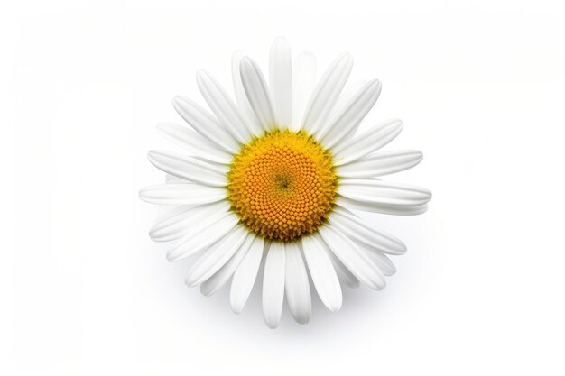 Common daisy isolated on white background