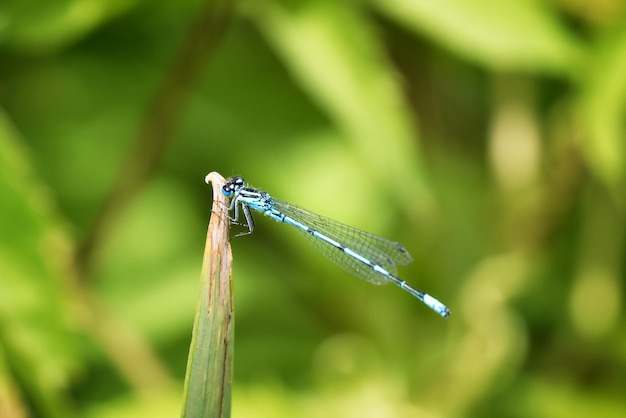 연못 갈대 끝에 쉬고 있는 일반적인 damselfly