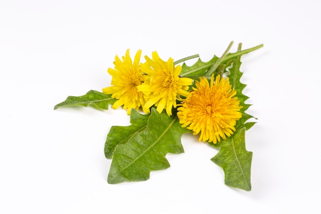 Обыкновенный одуванчик (Taraxacum officinale) на белом фоне