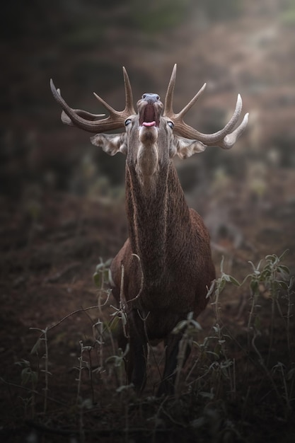 Common deer in the mediterranean forest