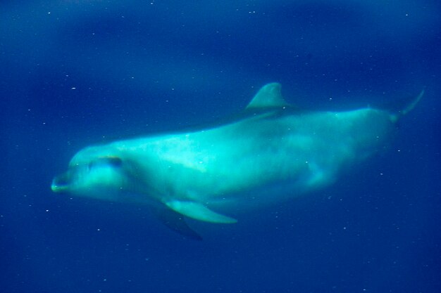 Common dolphin jumping outside the ocean