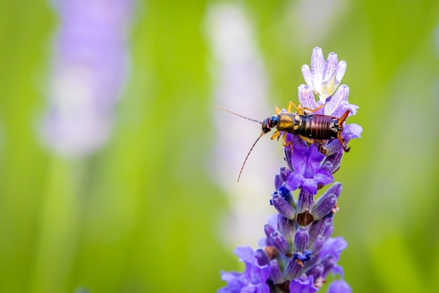 Уховертка обыкновенная (forficula auricularia) на лаванде (lavandula) в саду