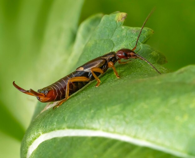 Photo common earwig