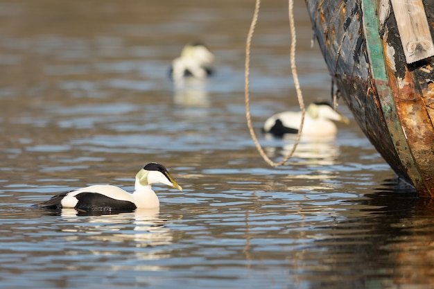 Common eider birds swimming next to rusty boat