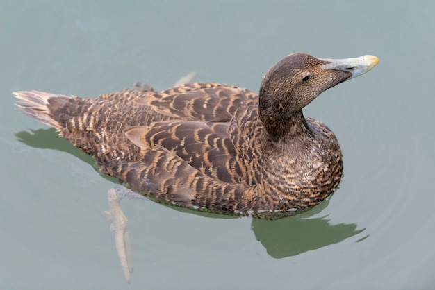 Common eider St Cuthbert's duck or Cuddy's duck Somateria mollissima Iceland