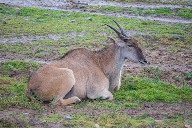 Foto comune antilope eland multiplo singolo primo piano sfondo africa