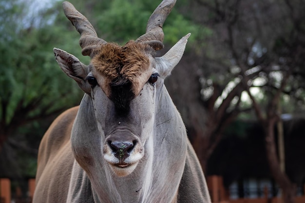 Photo common eland or eland antelope bull on the savannah of the etosha national park namibia