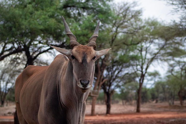 사진 나미비아 에토샤 국립 공원 의 사바나 에 있는 일반 엘랜드 또는 엘랜드 안 ⁇ 로프 황소