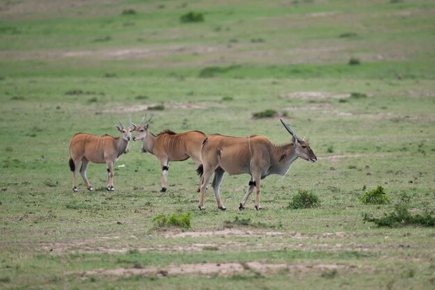 Photo common elands in the savannah