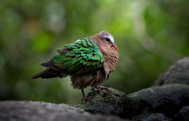 石の上の一般的なエメラルドの鳩 Chalcophaps インディカ