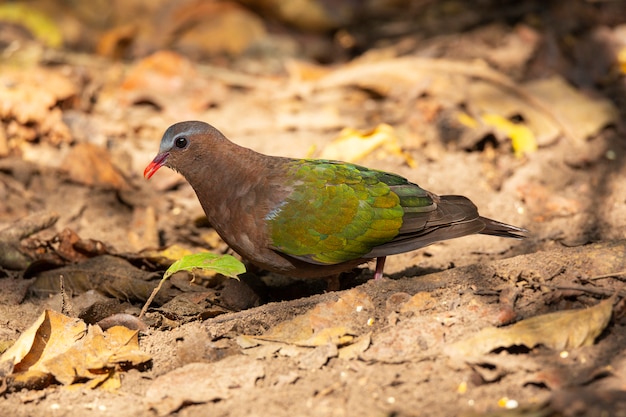 写真 一般的なエメラルド鳩