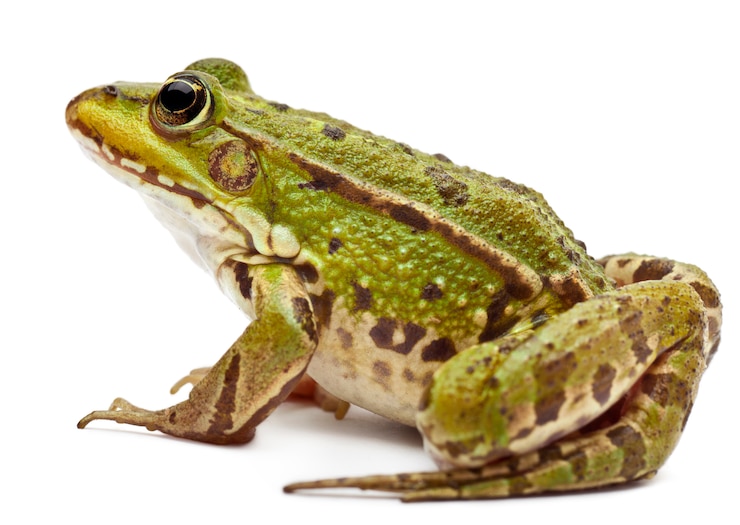 Photo common european frog or edible frog - rana esculenta