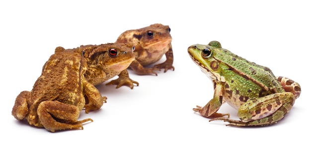 Rana europea comune o rana commestibile (rana kl. esculenta) di fronte a tre rospi comuni o rospo europeo (bufo bufo)