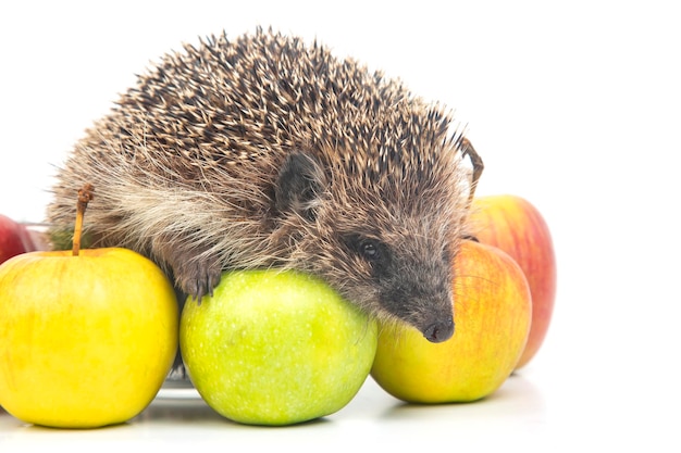 Common European hedgehog on a white background with apples. Animal world. Erinaceus europaeus