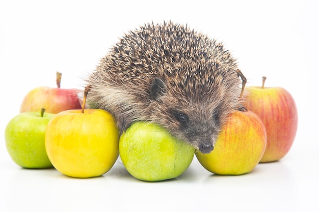 Common European hedgehog on a white background with apples. Animal world. Erinaceus europaeus