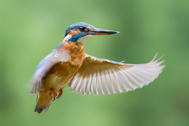 일반적인 유럽 물총새(Alcedo atthis)가 고립된 녹색 배경에서 비행 중입니다.