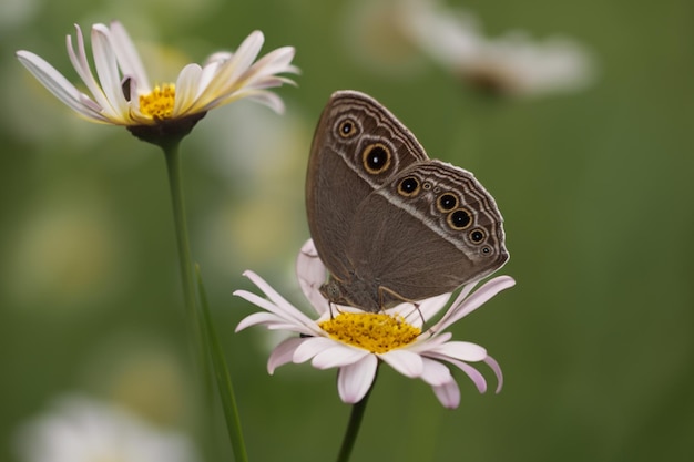 Common Evening Brown Butterfly