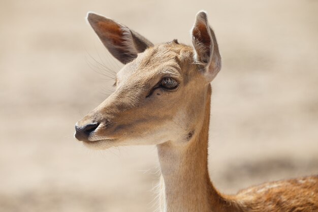 野生の砂地で一般的な雌鹿またはcervus elaphus