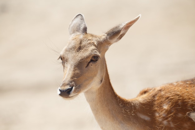 野生の砂地で一般的な雌鹿またはcervus elaphus