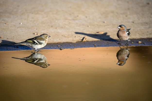 Common finch or fringilla coelebs  small passerine bird