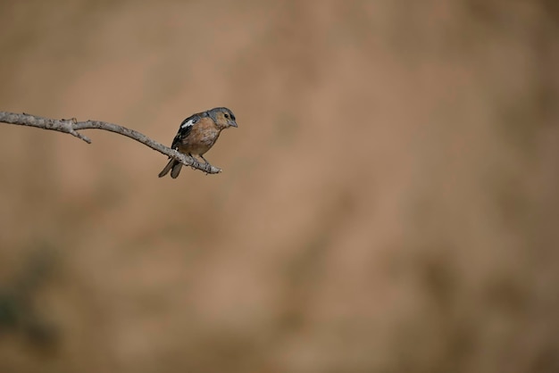 Common finch or fringilla coelebs  small passerine bird
