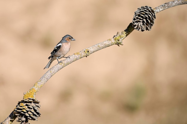 ズアオアトリまたはアトリcoelebs小さなスズメ目の鳥