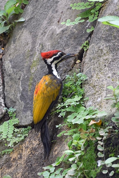 Foto picchio comune del flameback dinopium javanense che fa un nido