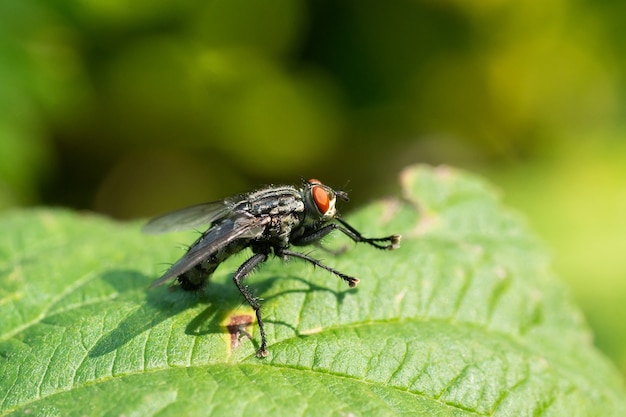 Common fly on a green blade of grass, macro. A small common housefly insect sitting on a green blade of grass in the sun, macro photo.