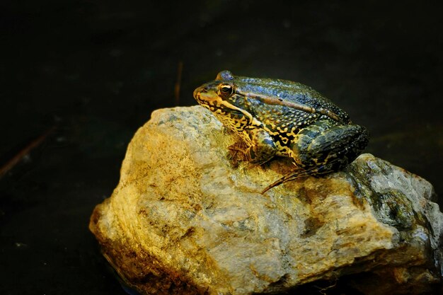 Common frog, in its aquatic environment