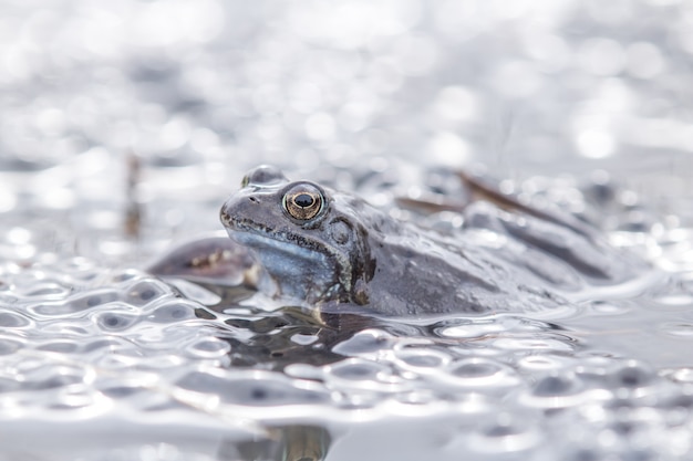 common frog rana temporaria