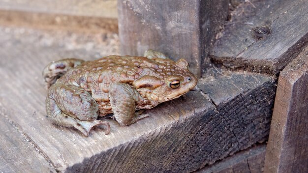 The common frog sits on a wooden stand.