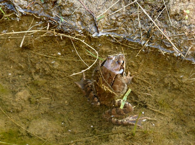 Photo common frog