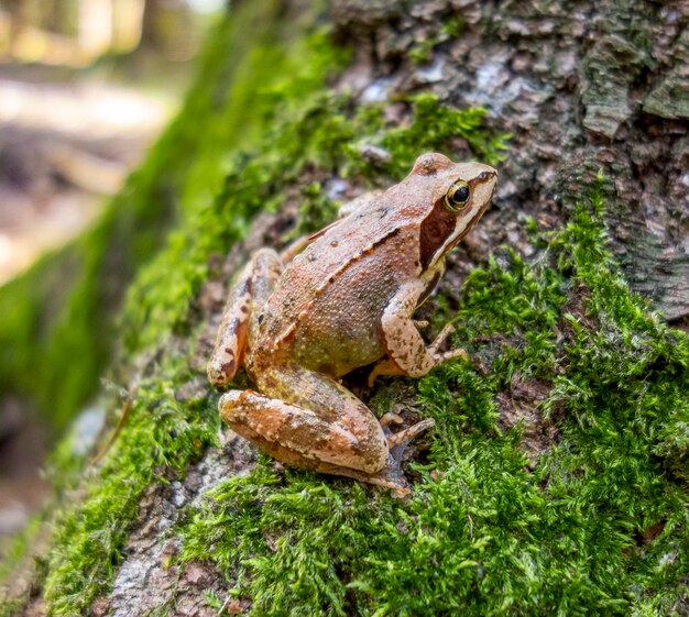 Common frog