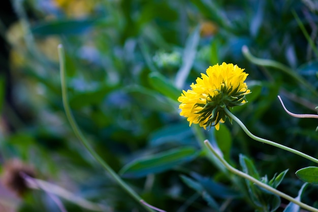 春に満開の庭で一般的なテンニンギクまたは毛布の花の花