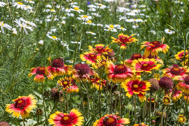 Common gaillardia or blanketflower Gaillardia aristata on flowerbed