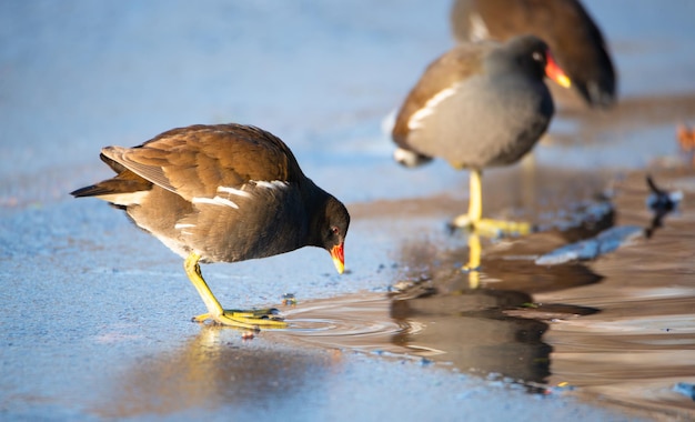 Common gallinule, Gallinula galeata moorhen waddle over frozen and snow covered pond in winter, bird