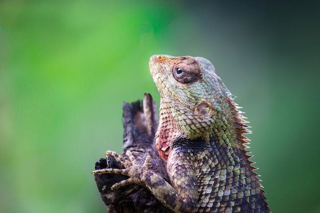 Common Garden Lizard