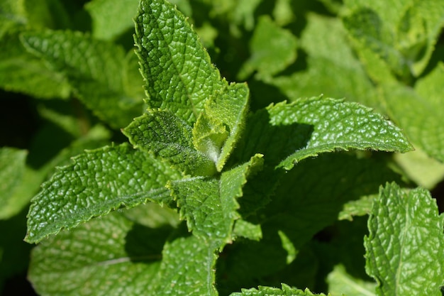 Common garden mint also known as Mentha spicata growing in a herb garden