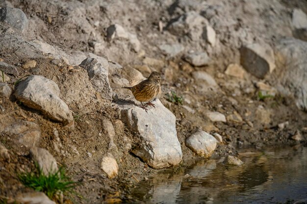 Common garnet or linaria cannabina passerine bird of the fringillidae family