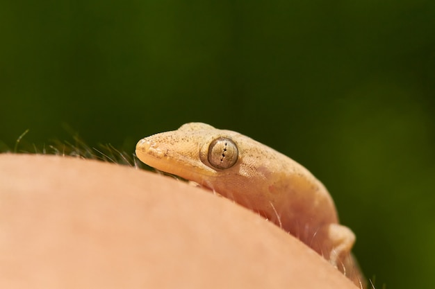 Common gecko close up on human's hand