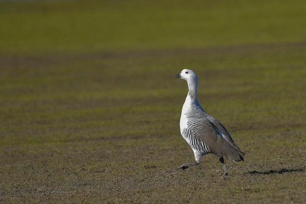 Photo the common geese or magellan goose is a species of anseriform bird of the anatidae family