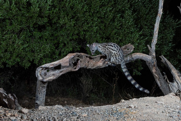 Common genet (Genetta genetta) Malaga, Spain